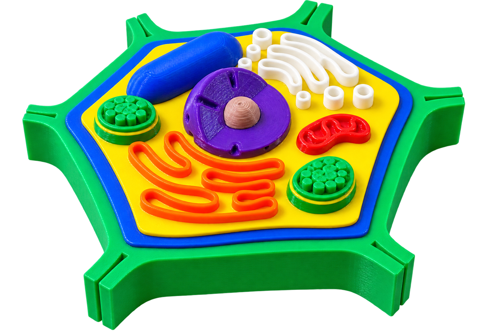Plant Cell